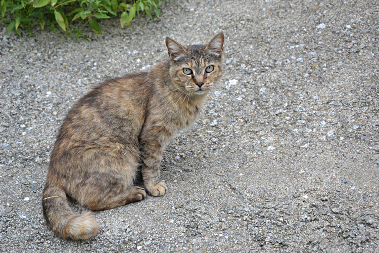 roumanie rencontres